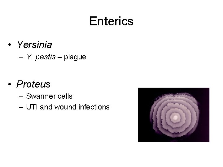 Enterics • Yersinia – Y. pestis – plague • Proteus – Swarmer cells –