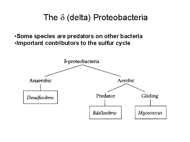 The (delta) Proteobacteria • Some species are predators on other bacteria • Important contributors