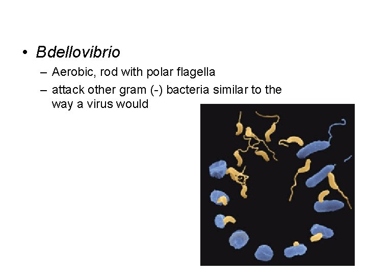  • Bdellovibrio – Aerobic, rod with polar flagella – attack other gram (-)