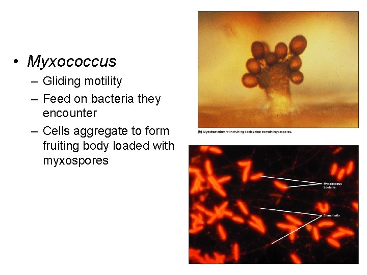  • Myxococcus – Gliding motility – Feed on bacteria they encounter – Cells