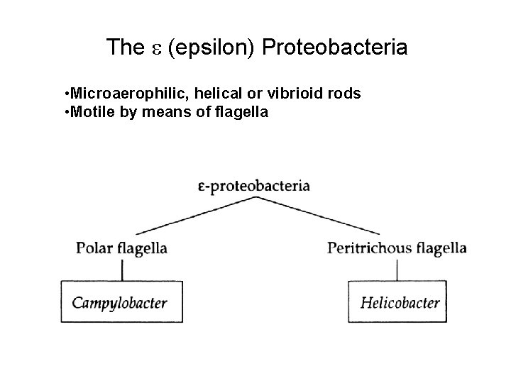 The (epsilon) Proteobacteria • Microaerophilic, helical or vibrioid rods • Motile by means of