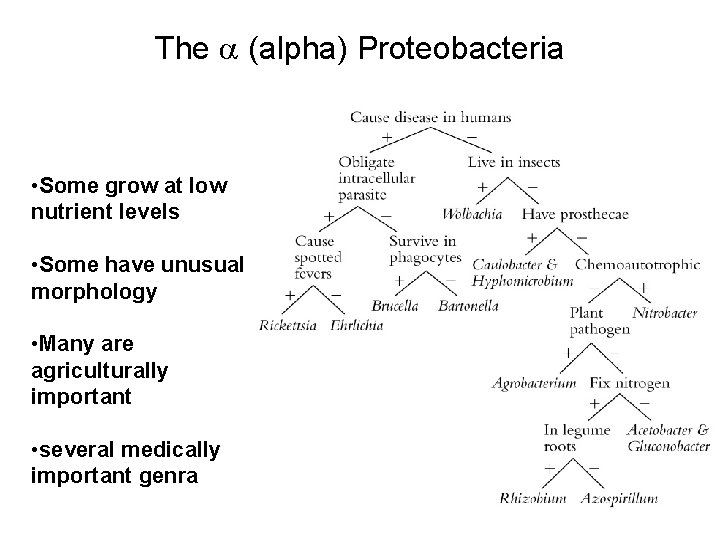 The (alpha) Proteobacteria • Some grow at low nutrient levels • Some have unusual