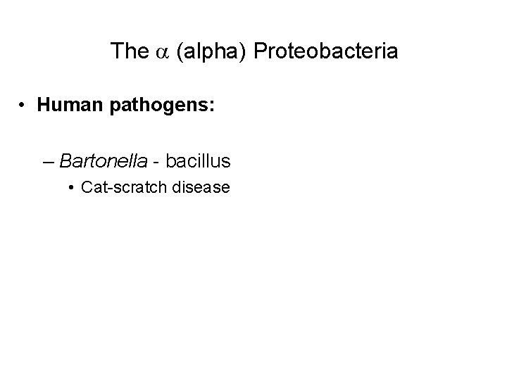 The (alpha) Proteobacteria • Human pathogens: – Bartonella - bacillus • Cat-scratch disease 