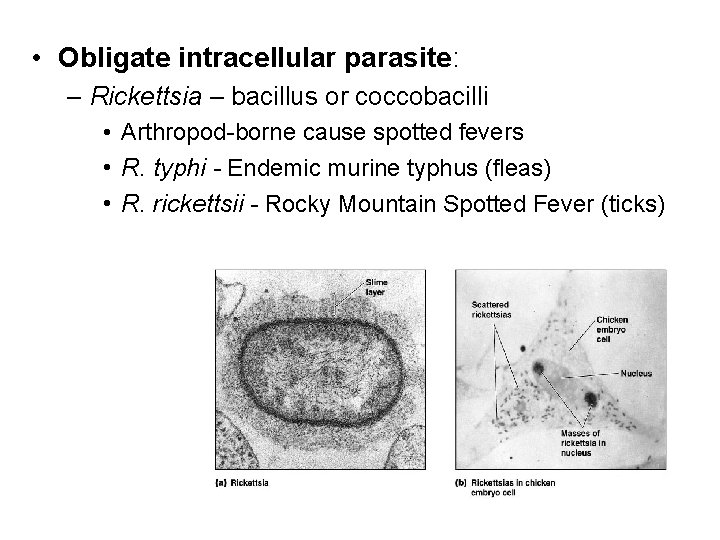  • Obligate intracellular parasite: – Rickettsia – bacillus or coccobacilli • Arthropod-borne cause