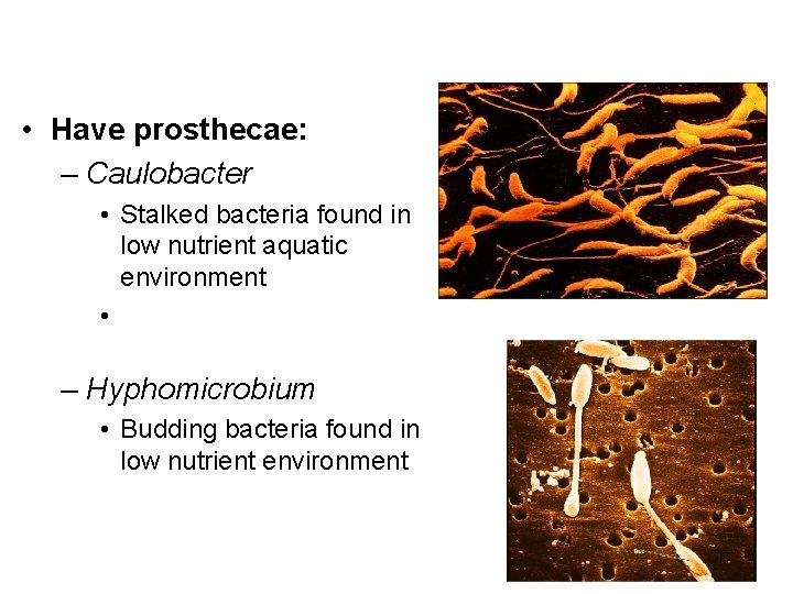  • Have prosthecae: – Caulobacter • Stalked bacteria found in low nutrient aquatic