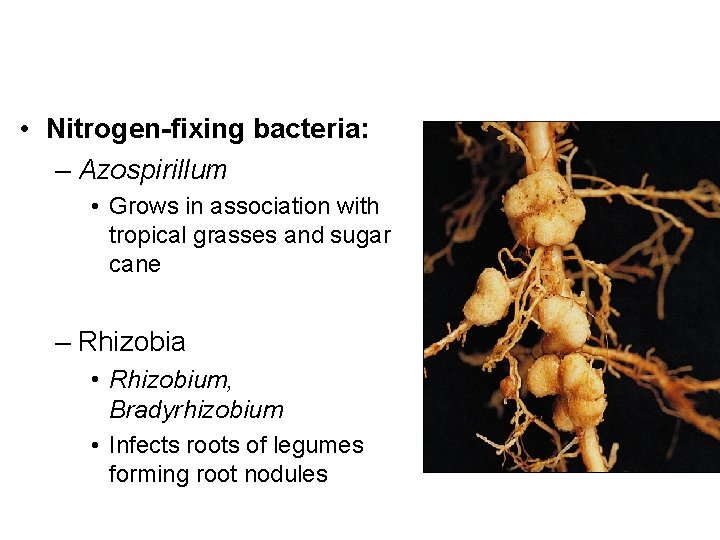  • Nitrogen-fixing bacteria: – Azospirillum • Grows in association with tropical grasses and
