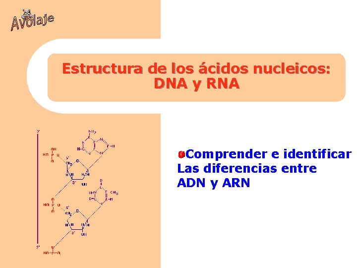 Estructura de los ácidos nucleicos: DNA y RNA Comprender e identificar Las diferencias entre