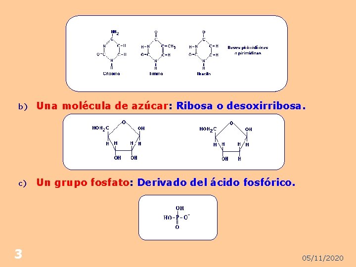 b) Una molécula de azúcar: Ribosa o desoxirribosa. c) Un grupo fosfato: Derivado del