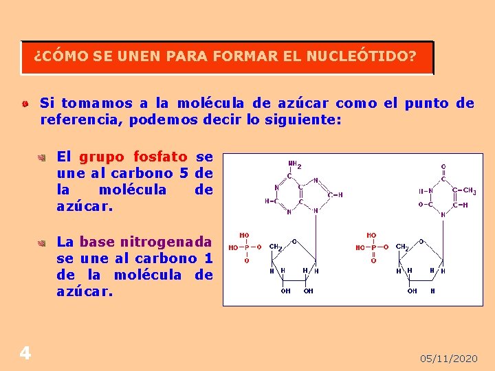 ¿CÓMO SE UNEN PARA FORMAR EL NUCLEÓTIDO? Si tomamos a la molécula de azúcar