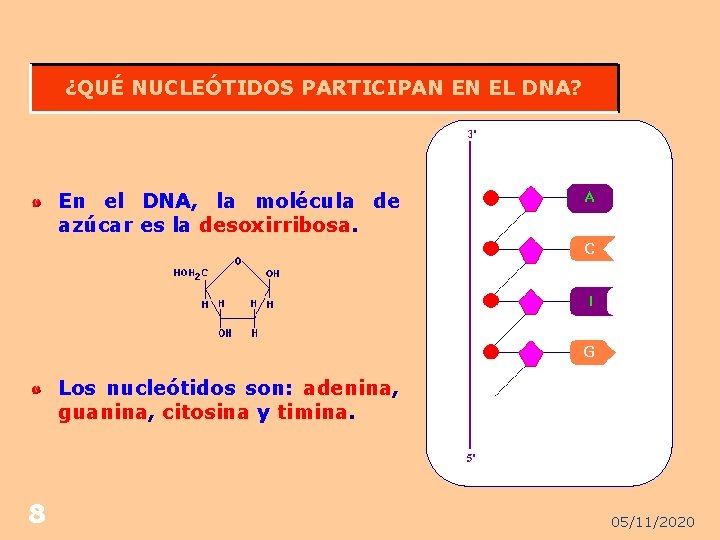 ¿QUÉ NUCLEÓTIDOS PARTICIPAN EN EL DNA? En el DNA, la molécula de azúcar es
