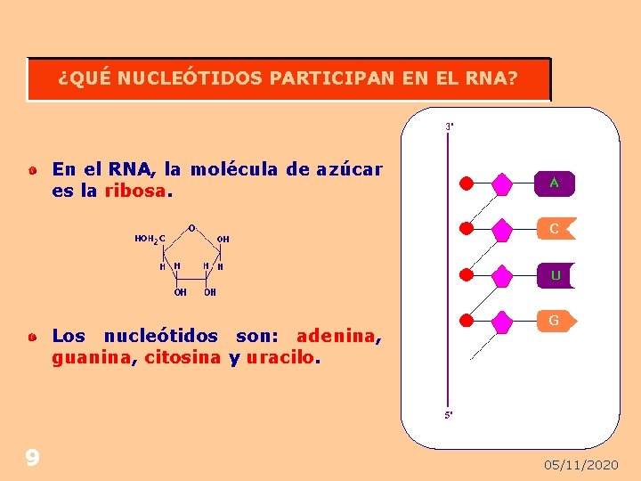 ¿QUÉ NUCLEÓTIDOS PARTICIPAN EN EL RNA? En el RNA, la molécula de azúcar es