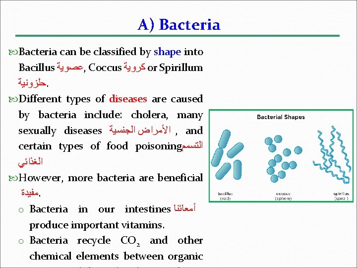 A) Bacteria can be classified by shape into Bacillus ﻋﺼﻮﻳﺔ , Coccus ﻛﺮﻭﻳﺔ or