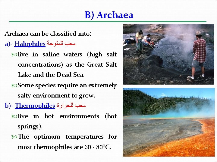 B) Archaea can be classified into: a)- Halophiles ﻣﺤﺐ ﻟﻠﻤﻠﻮﺣﺔ live in saline waters