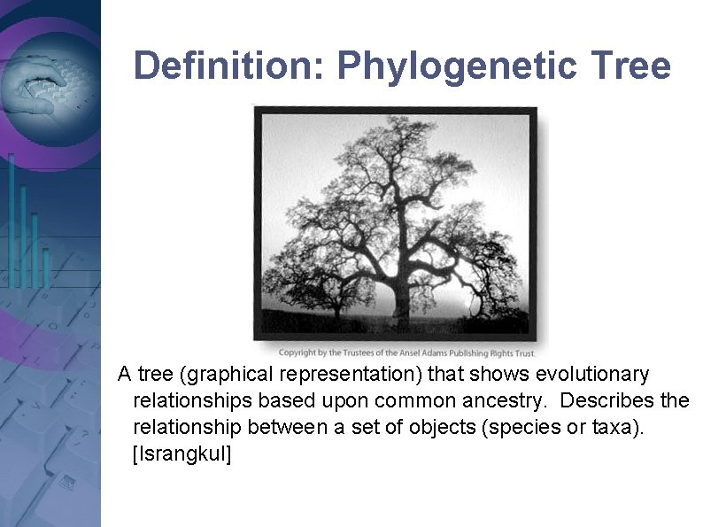 Definition: Phylogenetic Tree This is a REAL tree, not to be confused with a Definition: Phylogenetic Tree This is a REAL tree, not to be confused with a