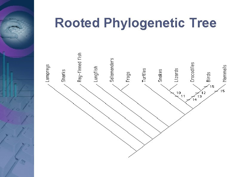 Rooted Phylogenetic Tree Rooted Phylogenetic Tree