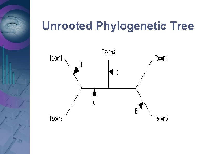 Unrooted Phylogenetic Tree Unrooted Phylogenetic Tree