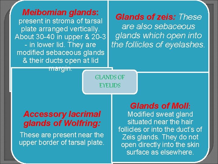 Meibomian glands: Glands of zeis: These present in stroma of tarsal are also sebaceous