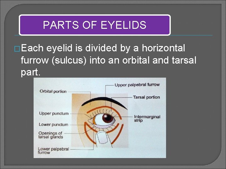 PARTS OF EYELIDS �Each eyelid is divided by a horizontal furrow (sulcus) into an