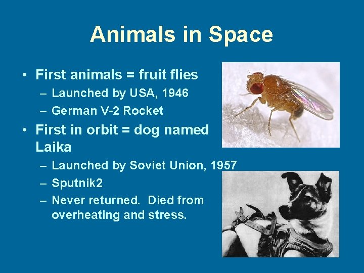 Animals in Space • First animals = fruit flies – Launched by USA, 1946