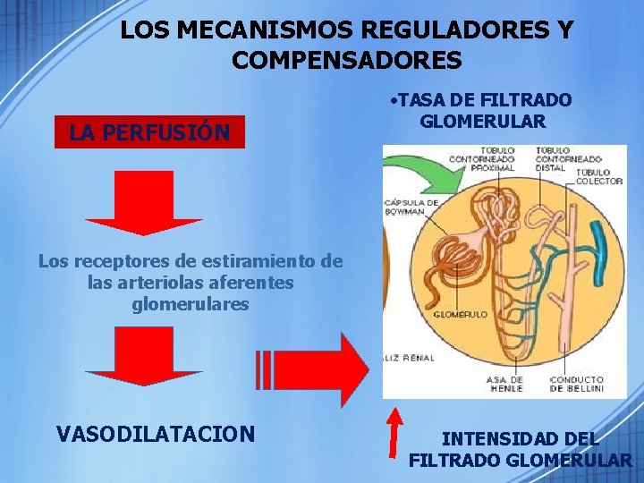 LOS MECANISMOS REGULADORES Y COMPENSADORES LA PERFUSIÓN • TASA DE FILTRADO GLOMERULAR Los receptores