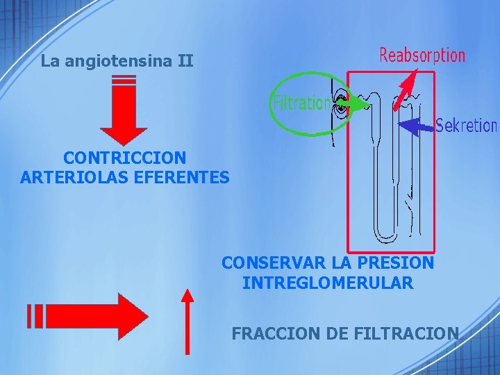 La angiotensina II CONTRICCION ARTERIOLAS EFERENTES CONSERVAR LA PRESION INTREGLOMERULAR FRACCION DE FILTRACION 