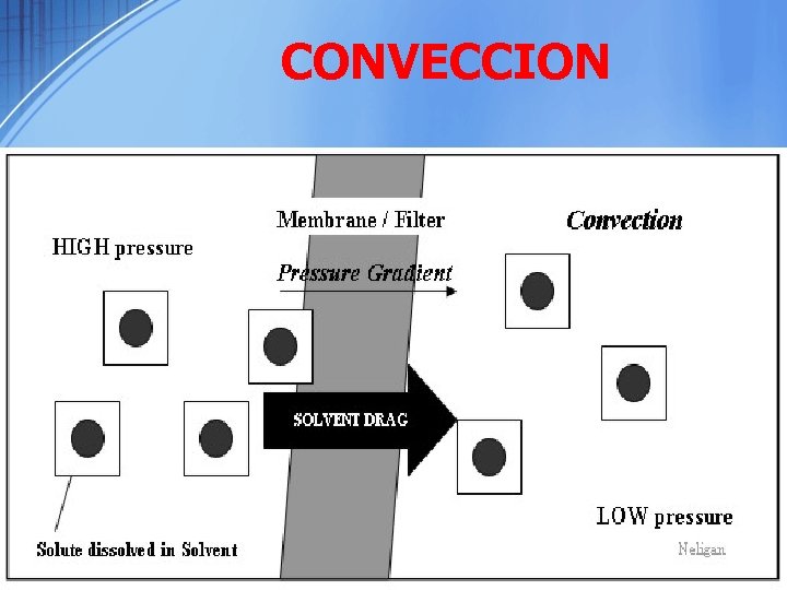 CONVECCION 