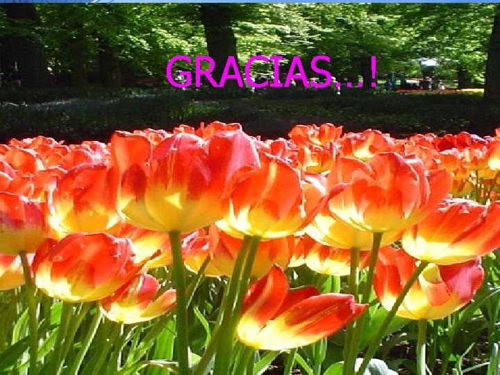 GRACIAS…! 