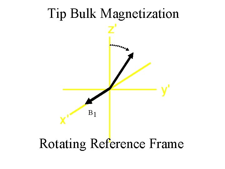 Tip Bulk Magnetization z' y' x' B 1 Rotating Reference Frame 