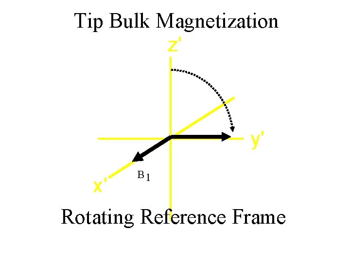 Tip Bulk Magnetization z' y' x' B 1 Rotating Reference Frame 