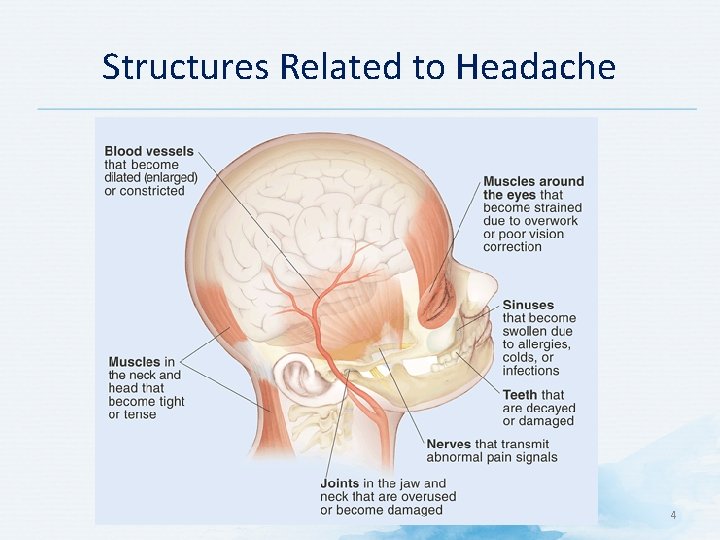 Structures Related to Headache 4 