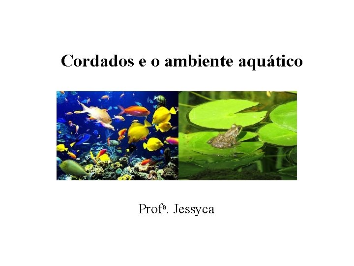 Cordados e o ambiente aquático Profa. Jessyca 