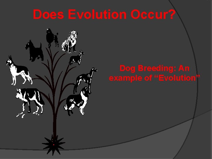 Does Evolution Occur? Dog Breeding: An example of “Evolution” 