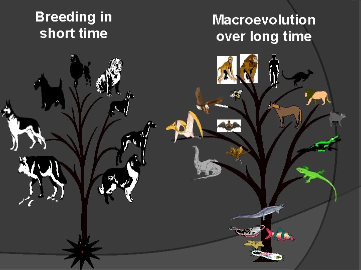 Breeding in short time Macroevolution over long time 
