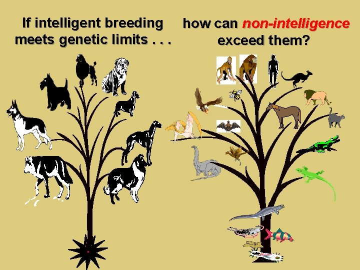 If intelligent breeding how can non-intelligence meets genetic limits. . . exceed them? 