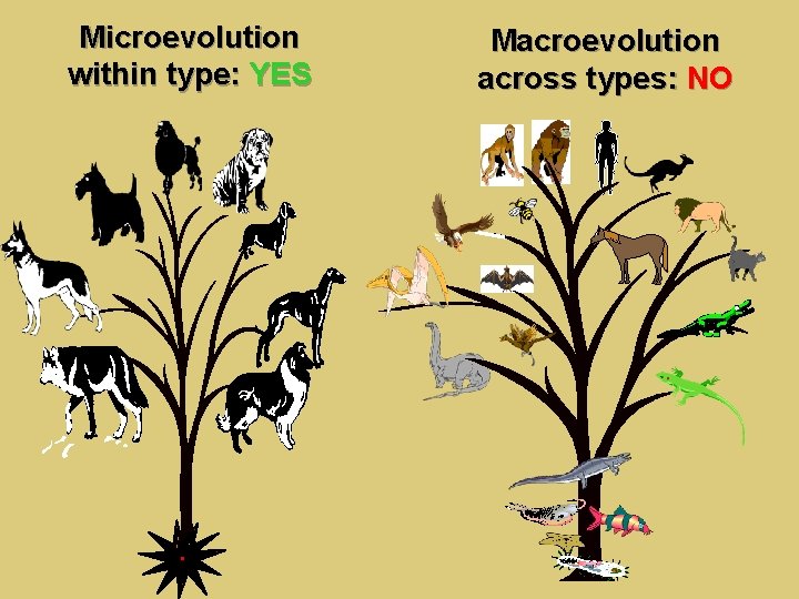 Microevolution within type: YES Macroevolution across types: NO 