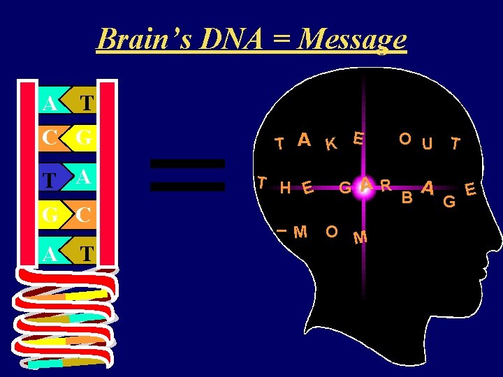 Brain’s DNA = Message A T C G T A G C A T