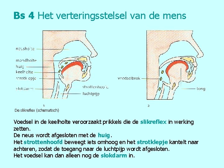 Bs 4 Het verteringsstelsel van de mens De slikreflex (schematisch) Voedsel in de keelholte