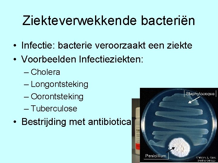 Ziekteverwekkende bacteriën • Infectie: bacterie veroorzaakt een ziekte • Voorbeelden Infectieziekten: – Cholera –