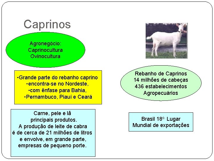 Caprinos Agronegócio: Caprinocultura Ovinocultura • Grande parte do rebanho caprino • encontra-se no Nordeste,