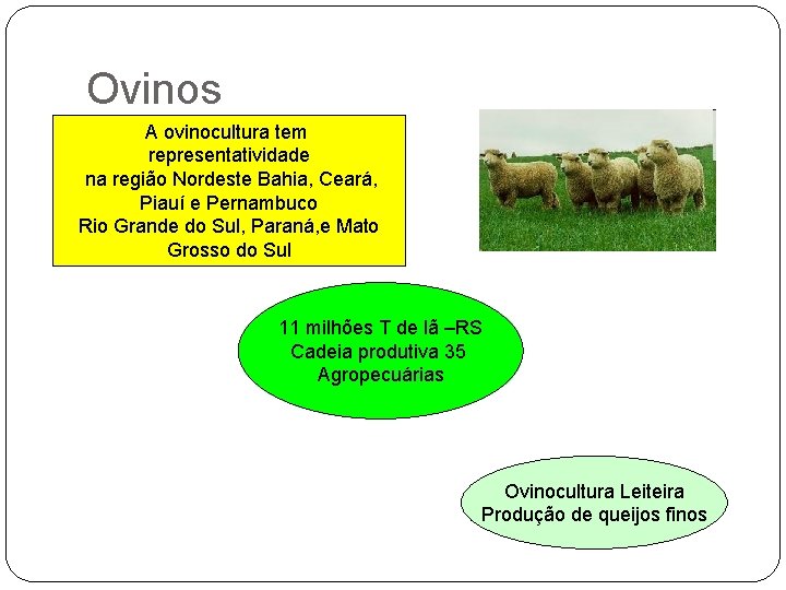 Ovinos A ovinocultura tem representatividade na região Nordeste Bahia, Ceará, Piauí e Pernambuco Rio