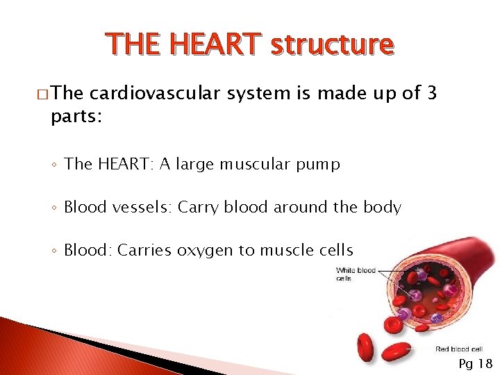THE HEART structure � The cardiovascular system is made up of 3 parts: ◦