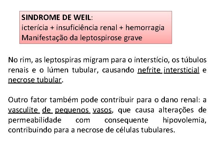 SINDROME DE WEIL: icterícia + insuficiência renal + hemorragia Manifestação da leptospirose grave No