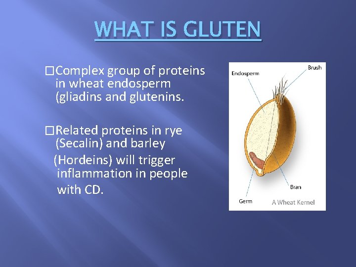 WHAT IS GLUTEN �Complex group of proteins in wheat endosperm (gliadins and glutenins. �Related