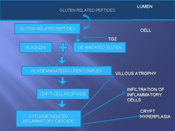 LUMEN GLUTEN RELATED PEPTIDES CELL TG 2 HLA-DQ 2/8 DE AMIDATED GLUTEN HLA/DEAMINATEDGLUTEN COMPLEX