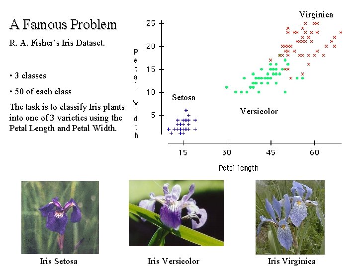 Virginica A Famous Problem R. A. Fisher’s Iris Dataset. • 3 classes • 50