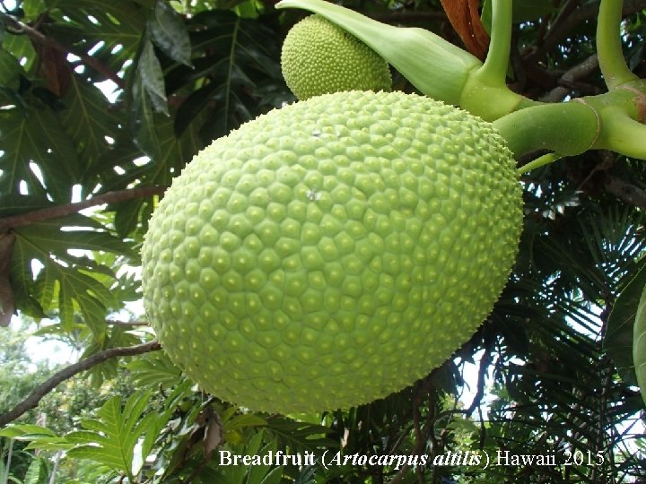 Breadfruit (Artocarpus altilis) Hawaii 2015 