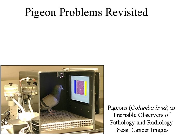 Pigeon Problems Revisited Pigeons (Columba livia) as Trainable Observers of Pathology and Radiology Breast