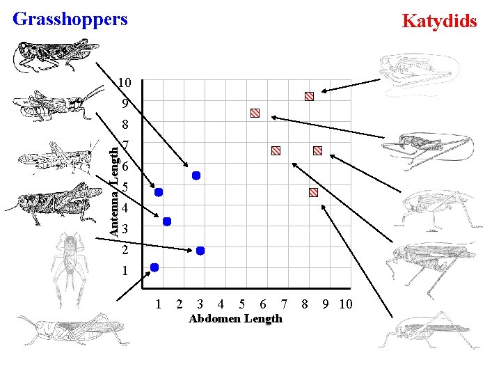 Grasshoppers Katydids Antenna Length 10 9 8 7 6 5 4 3 2 1