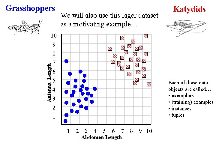 Grasshoppers We will also use this lager dataset as a motivating example… Katydids Antenna