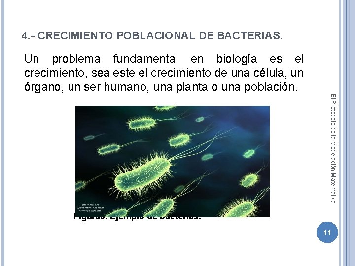 4. - CRECIMIENTO POBLACIONAL DE BACTERIAS. Un problema fundamental en biología es el crecimiento,